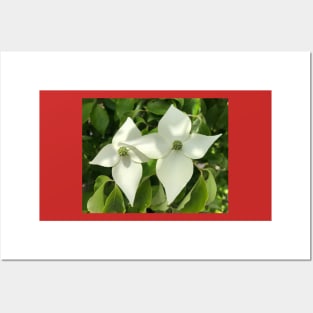 Peaceful White Star Dogwood Posters and Art